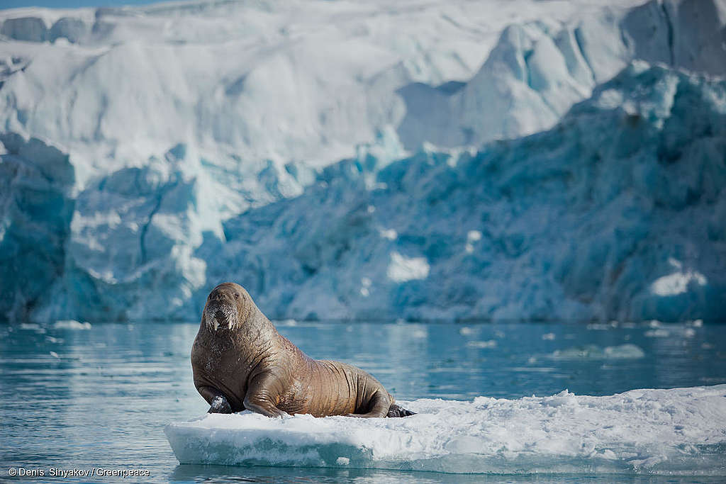 Arktische Eisschmelze: Greenpeace vor Ort