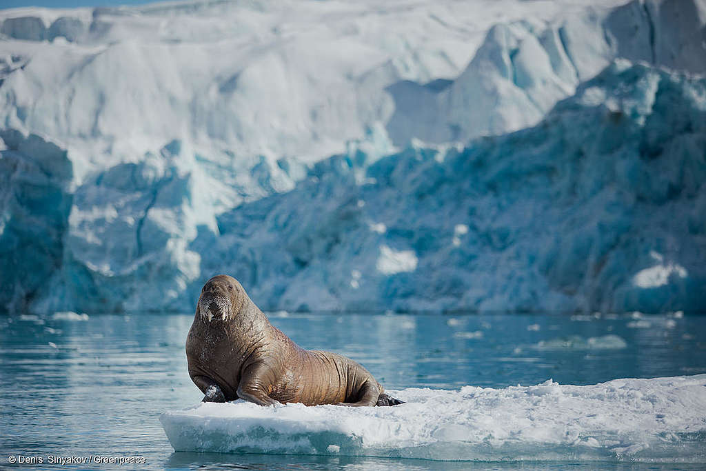 Arktische Eisschmelze: Greenpeace vor Ort