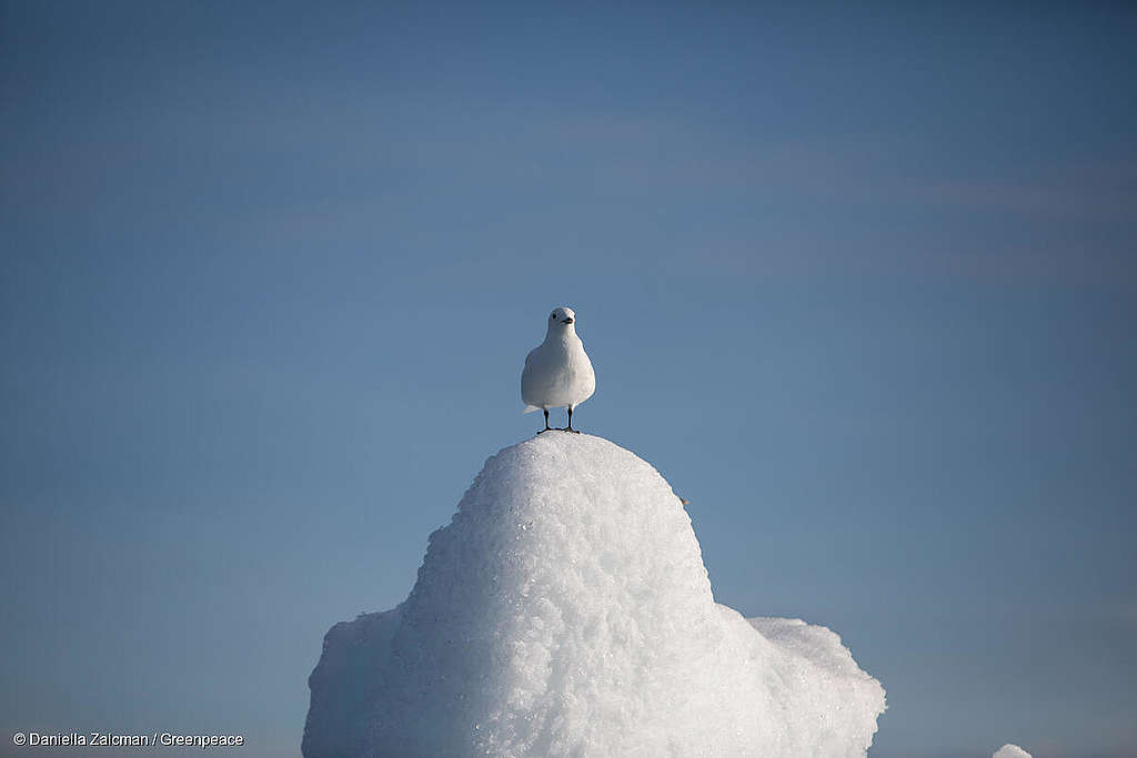 Arctique: la sentinelle du réchauffement climatique