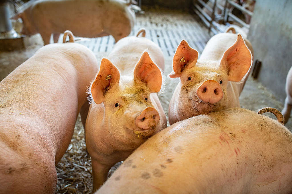 Klima: In Schweizer Fleisch steckt längst nicht nur Schweiz