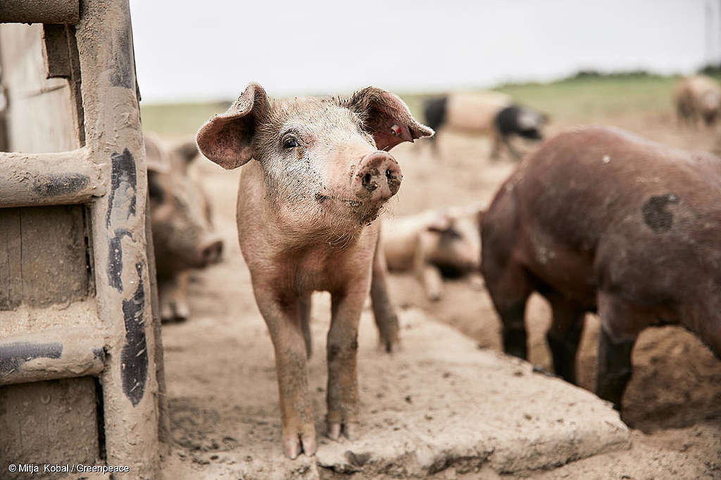 Climat: la Viande Suisse n&rsquo;est pas aussi suisse qu&rsquo;il n&rsquo;y paraît