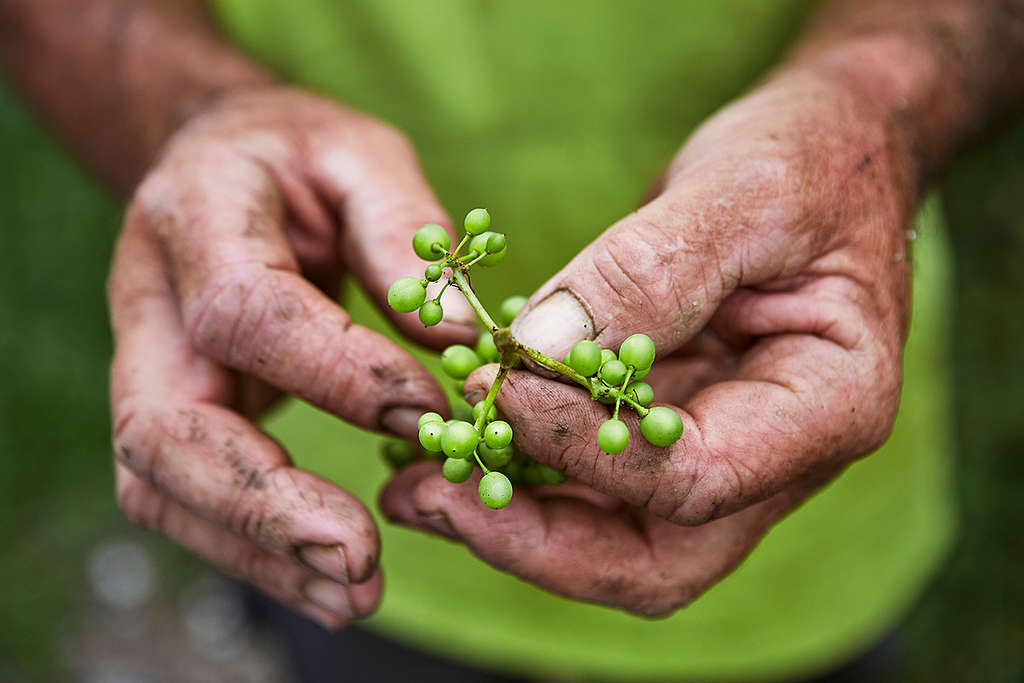 Schneckentempo bei der Reform der Zulassung von Pestiziden!