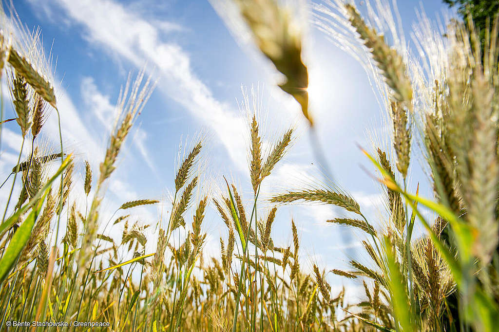 Ernährungssystem: Es braucht dringend einen Wandel