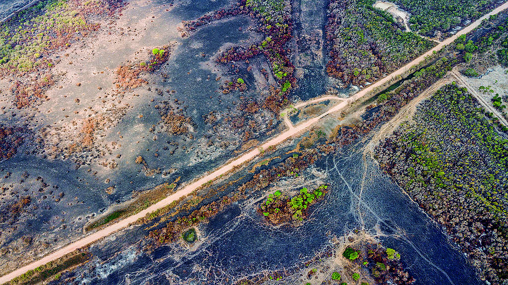 Aufgedeckt: Rinderzucht zerstört Brasiliens Pantanal