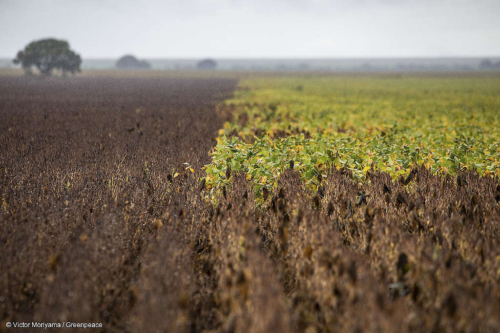 Certi-FICTION : la véritable histoire du soja, de l’huile de palme et du chocolat certifiés