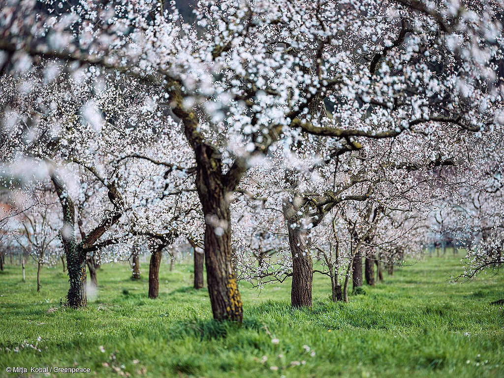 Problèmes dans la procédure d&rsquo;autorisation des pesticides en Suisse