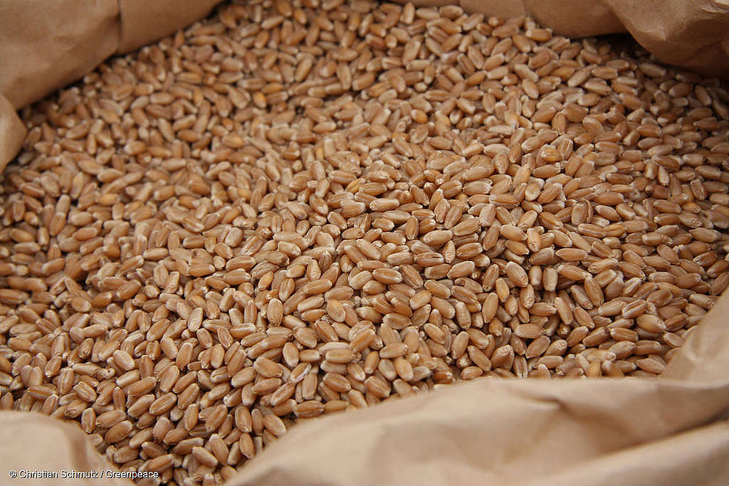 La prolongation du moratoire renforce l’agriculture suisse