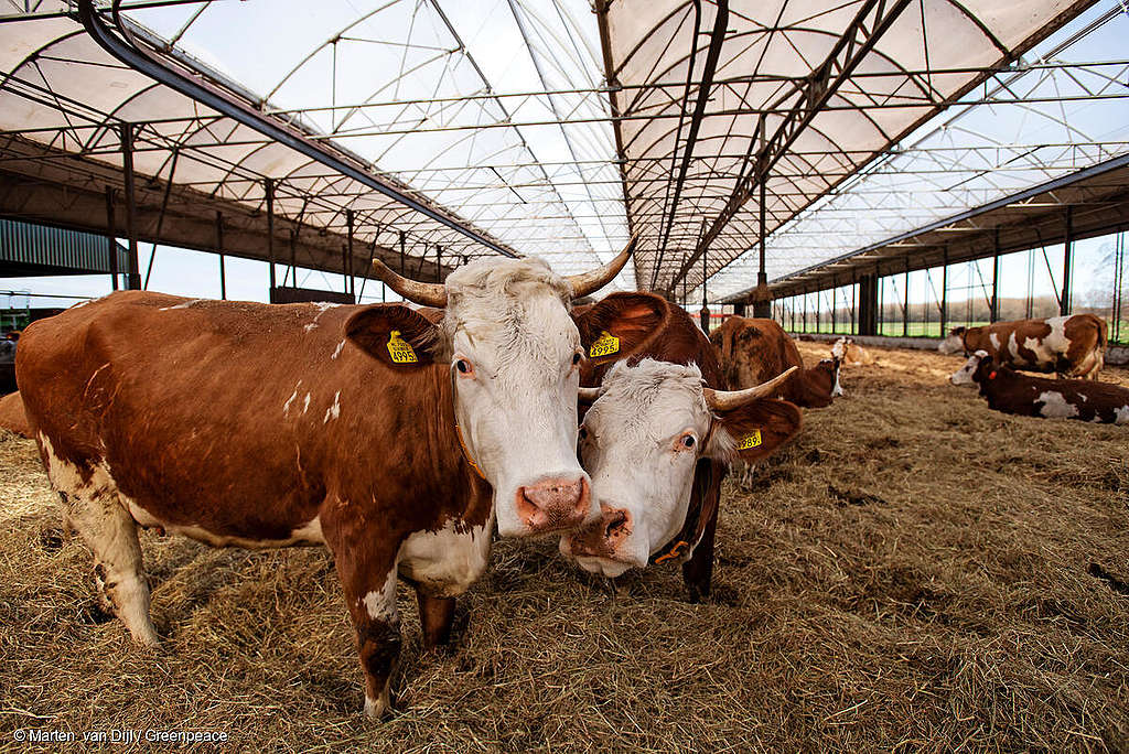 Élevage et climat: le génie génétique peut-il réduire les émissions de méthane?