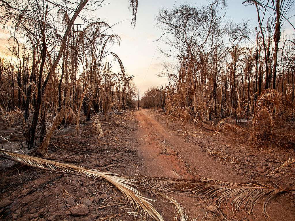 Brasilien: Verwandlung des Pantanal in Hackfleisch