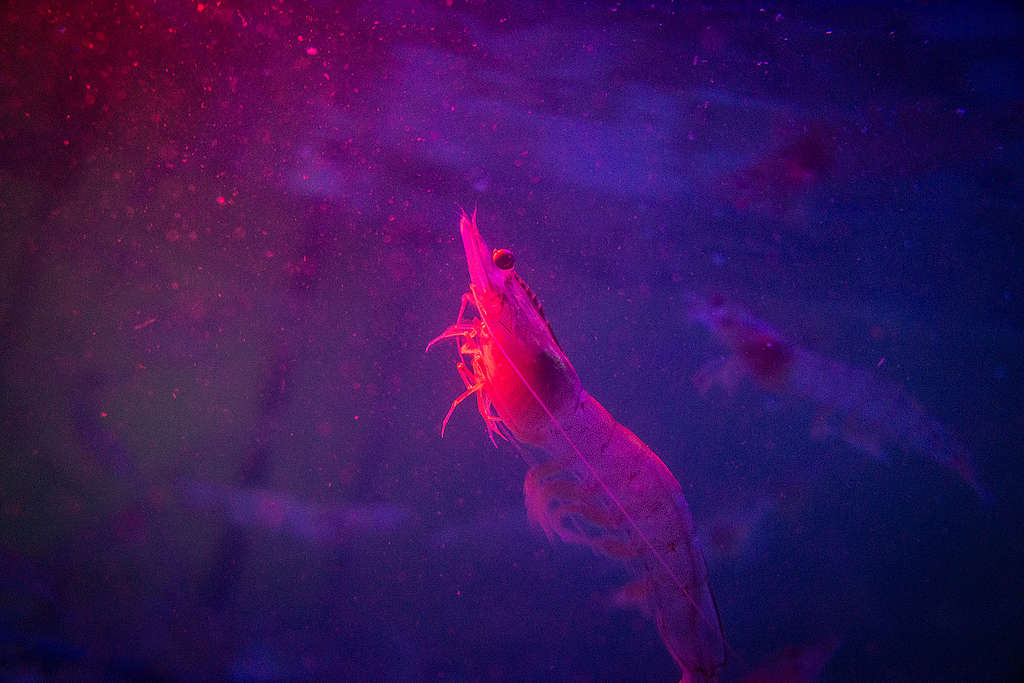 Mit Künstlicher Intelligenz zu mehr Tierwohl in der Aquakultur