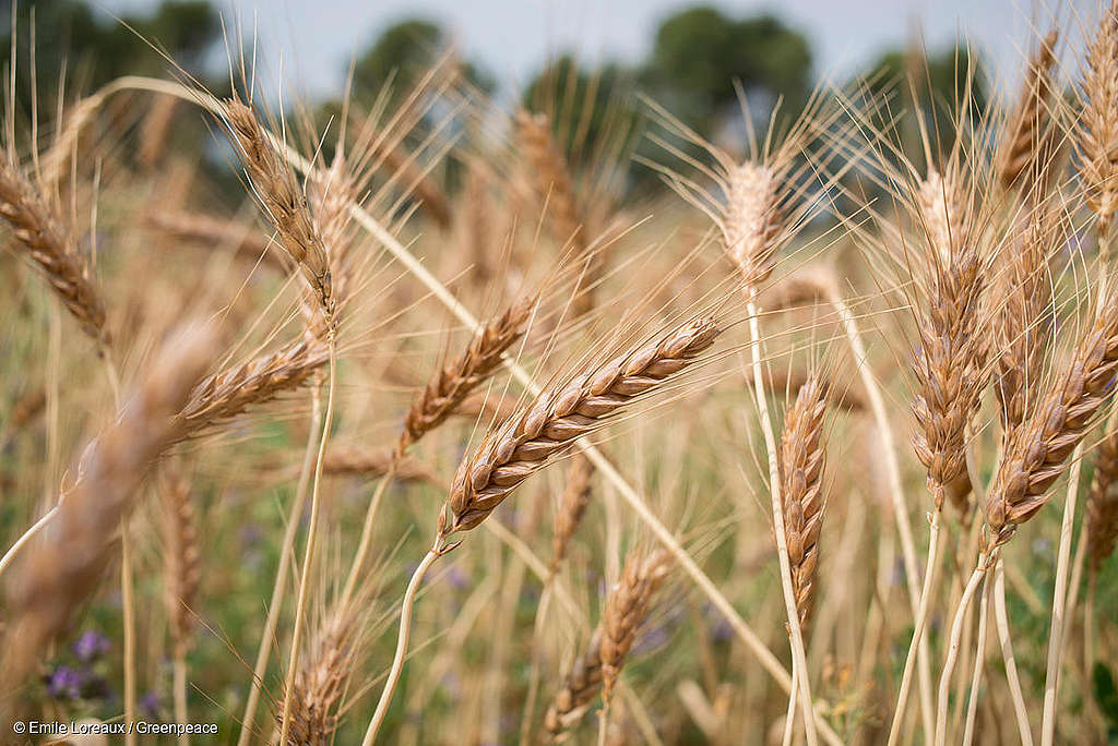 Tiefere Einfuhrzölle, globale Ungerechtigkeit und zukunftsträchtige Landwirtschaft