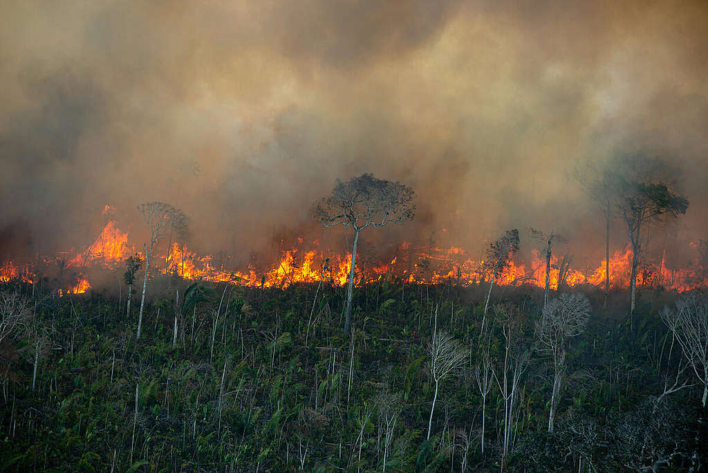 Votre argent détruit-il la forêt tropicale ?