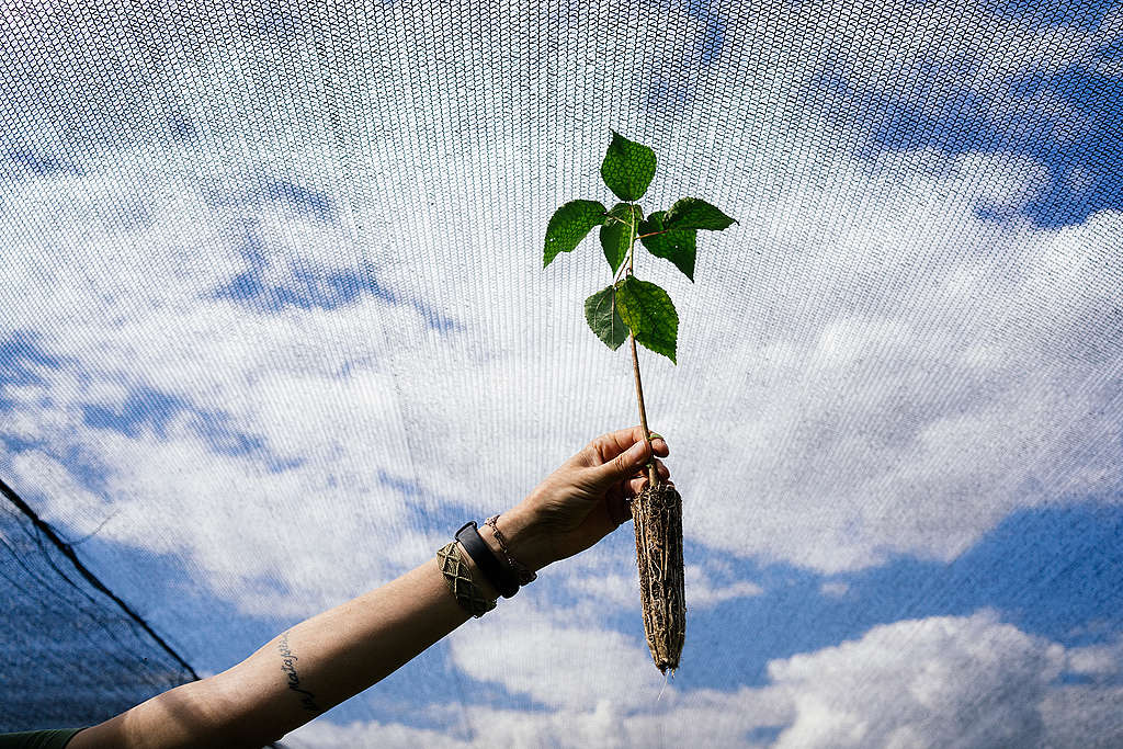 Die Waldretter:innen von São Paulo