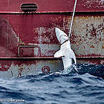 Les flottes de pêche pillent les populations de requins dans l’Atlantique Nord