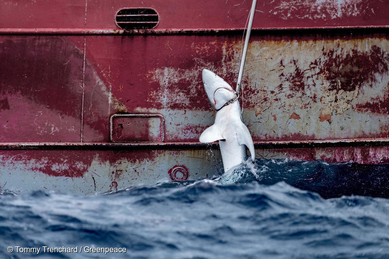 Les flottes de pêche pillent les populations de requins dans l&rsquo;Atlantique Nord