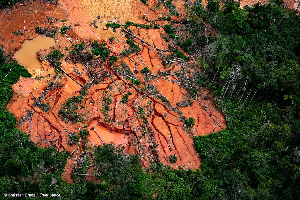 Les caisses de pensions participent à la destruction des forêts tropicales