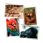Cartes postales avec des animaux de la forêt tropicale