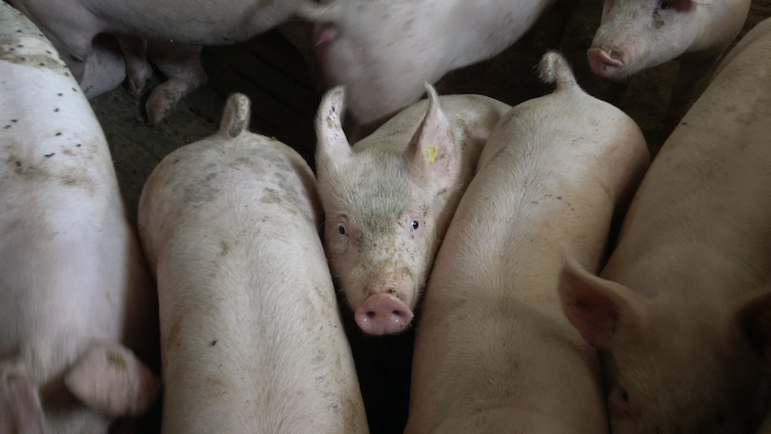 Nouvelle vidéo d’élevages intensifs: de la souffrance légale