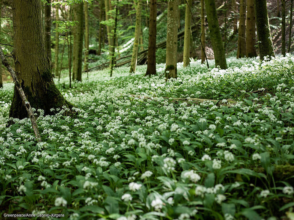 Loi sur l’énergie : les organisations environnementales mettent en garde contre des coupes claires dans la protection de la nature