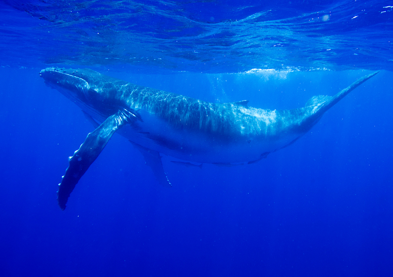 L&rsquo;heure tourne : de nombreuses espèces de baleines sont menacées par l&rsquo;extraction minière en eaux profondes