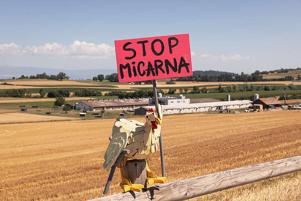 Migros-Mega-Schlachthof: Kaufvertrag muss veröffentlicht werden