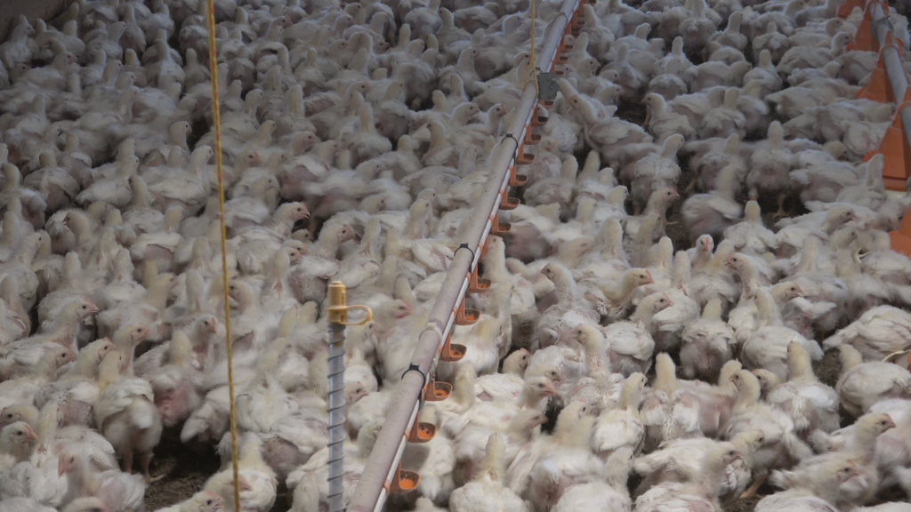 Migros: le détaillant le plus respectueux de l’environnement au monde? 