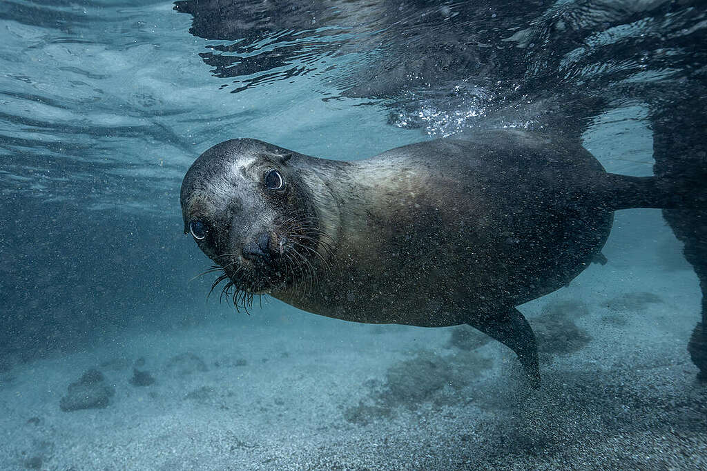 Les Galápagos: la protection marine en action