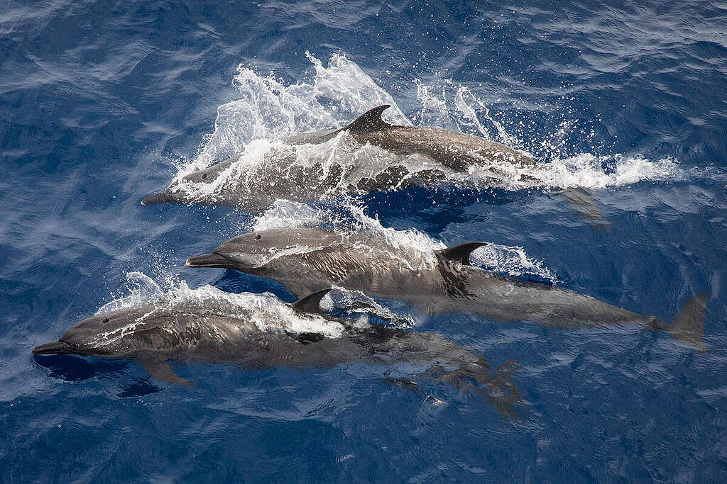 6 choses que nous pouvons faire pour les océans