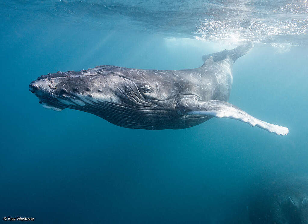 Protection des océans: manque d’ambition en amont de la Conférence des Nations Unies à Nice