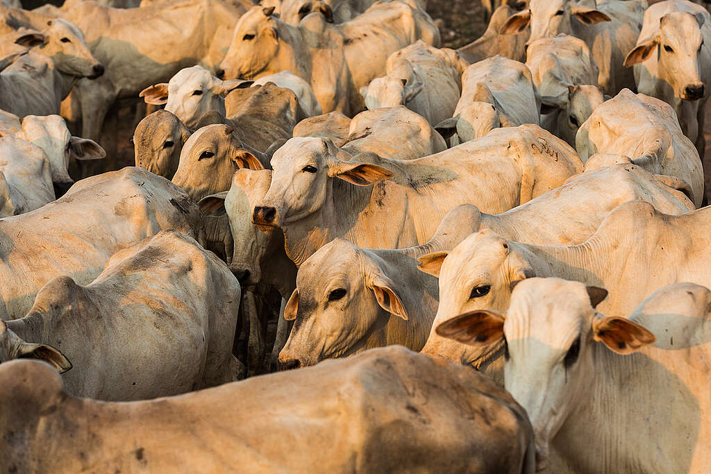 La viande br&eacute;silienne dans les supermarch&eacute;s suisses
