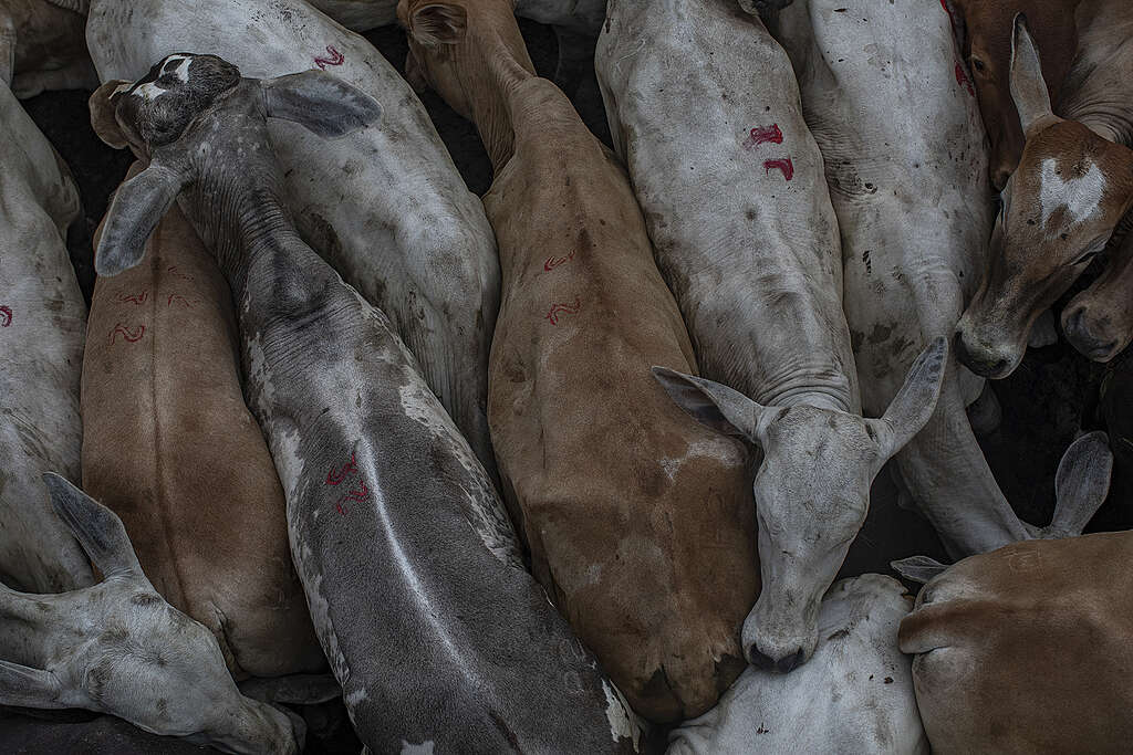 Entwaldung: brasilianisches Fleisch in Schweizer Superm&auml;rkten