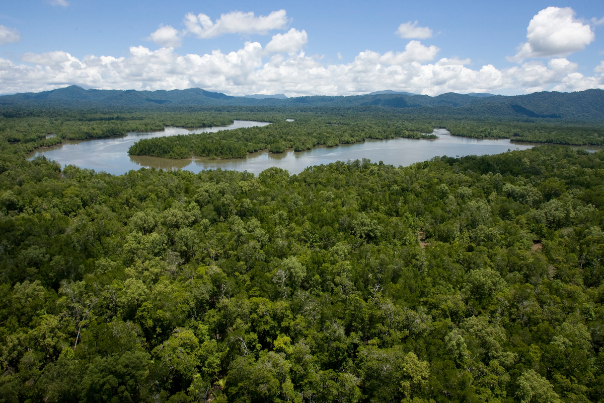 Pristine Forests in Papua. © Greenpeace / Ardiles Rante