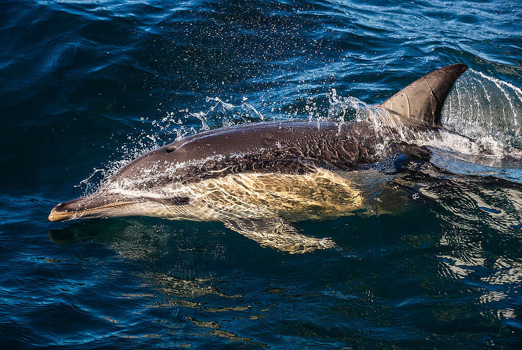 Ratification du traité des Nations unies sur les océans