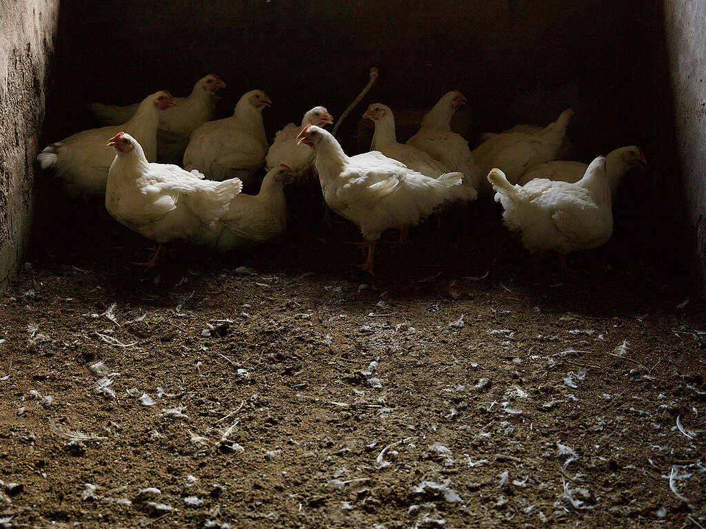 Poulet auf dem Teller – zerstörte brasilianische Wälder inklusive?