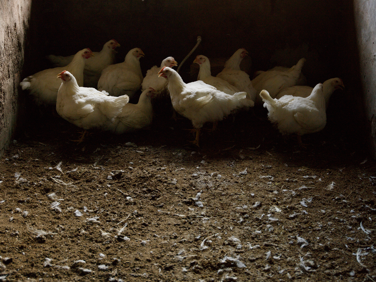 Poulet auf dem Teller – zerstörte brasilianische Wälder inklusive?