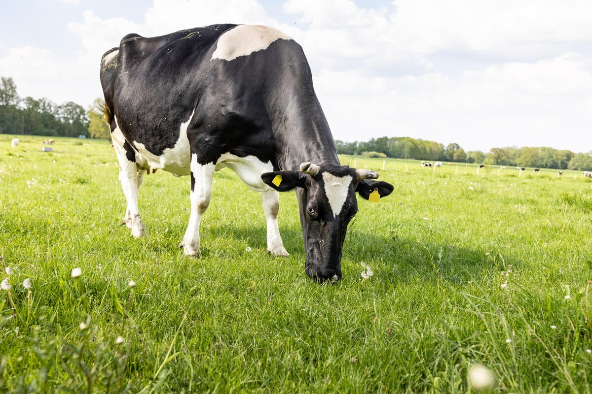 Die Agrarpolitik 2030+ ist aus Umweltsicht ungenügend