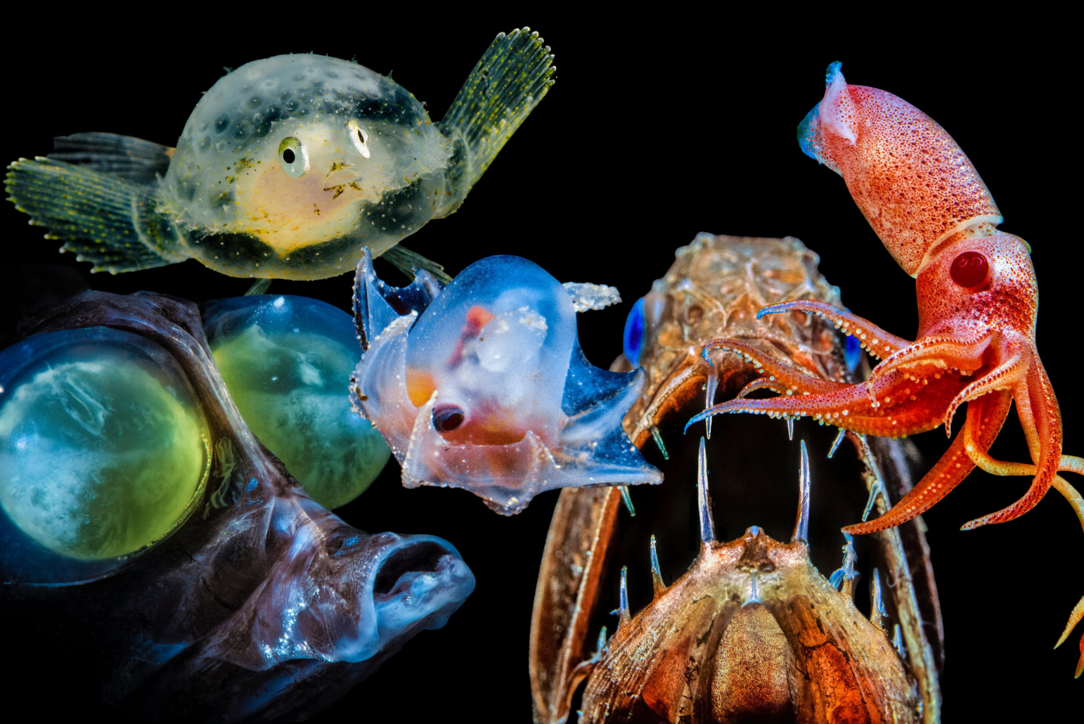 Was für ein Tiefseetier steckt in dir?