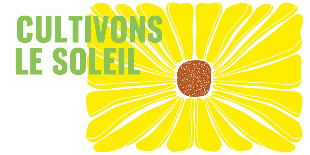 Cultivons le soleil - tournesol