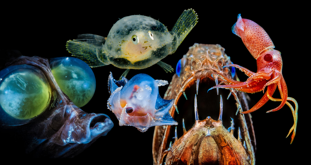 Fünf faszinierende Tiefseetiere, die unseren Schutz brauchen