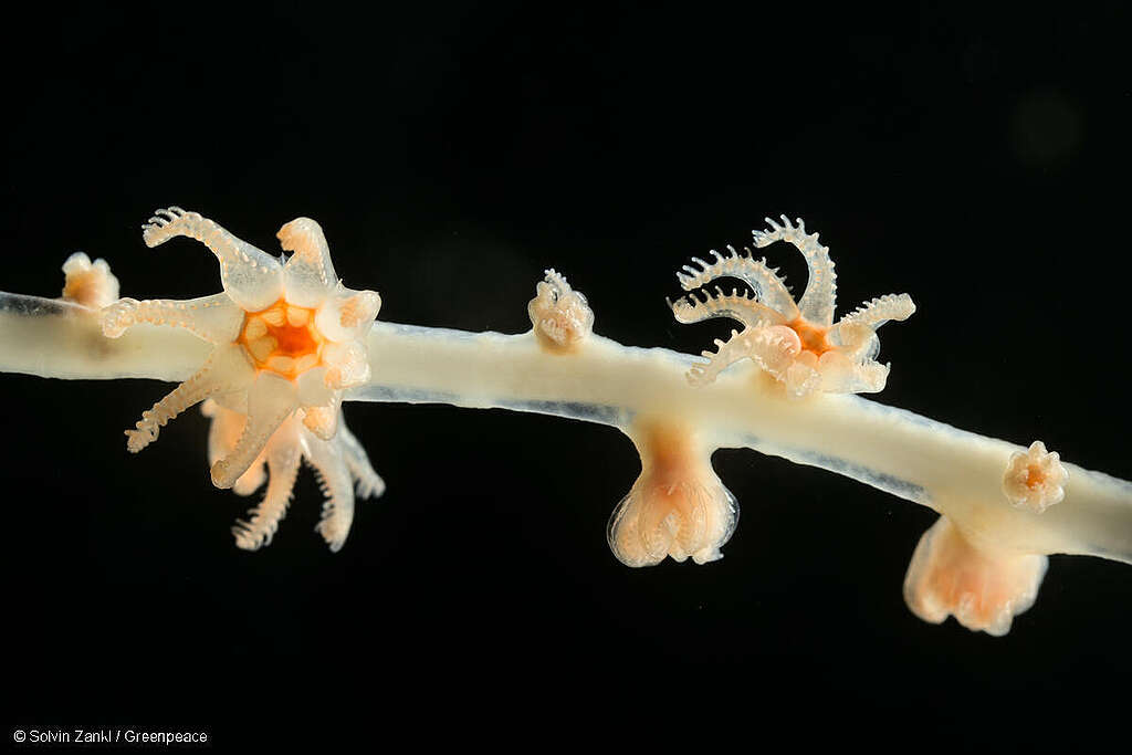 Deep Arctic Expedition: Roboter &laquo;Holly&raquo; sendet Livebilder aus der Tiefsee
