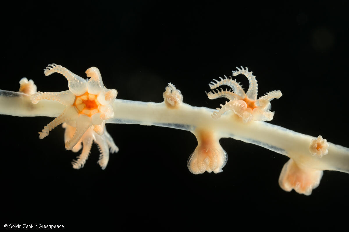 Deep Arctic Expedition: Roboter &laquo;Holly&raquo; sendet Livebilder aus der Tiefsee