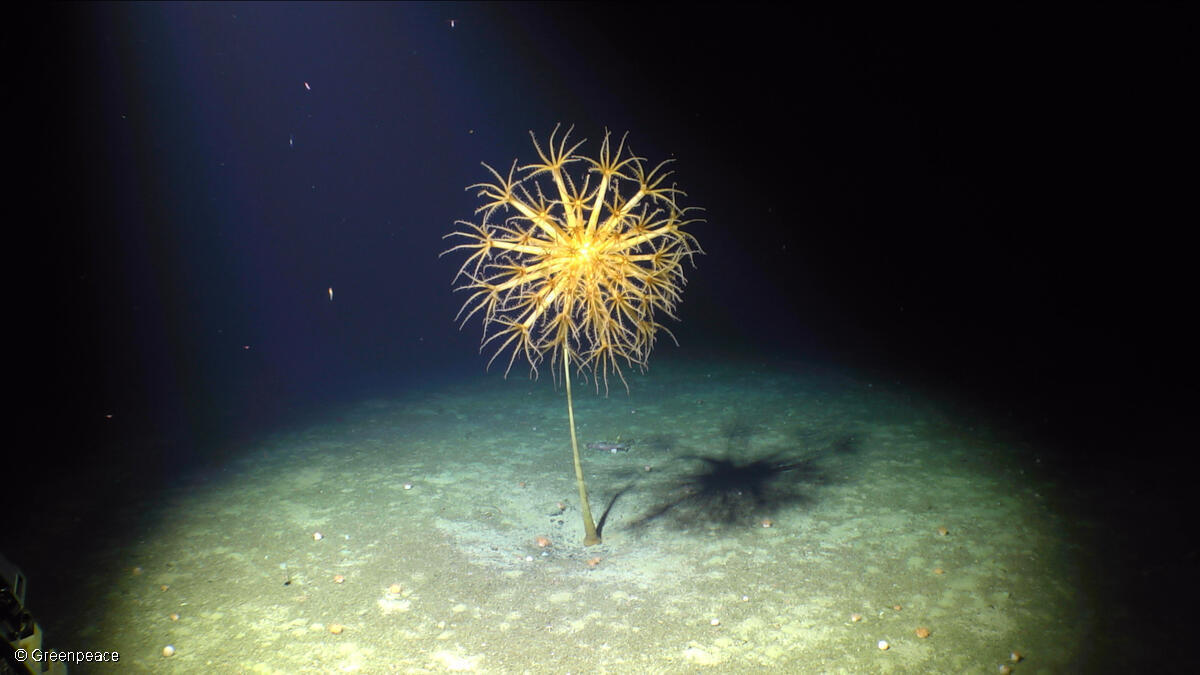 Was wir in der arktischen Tiefsee entdeckt haben