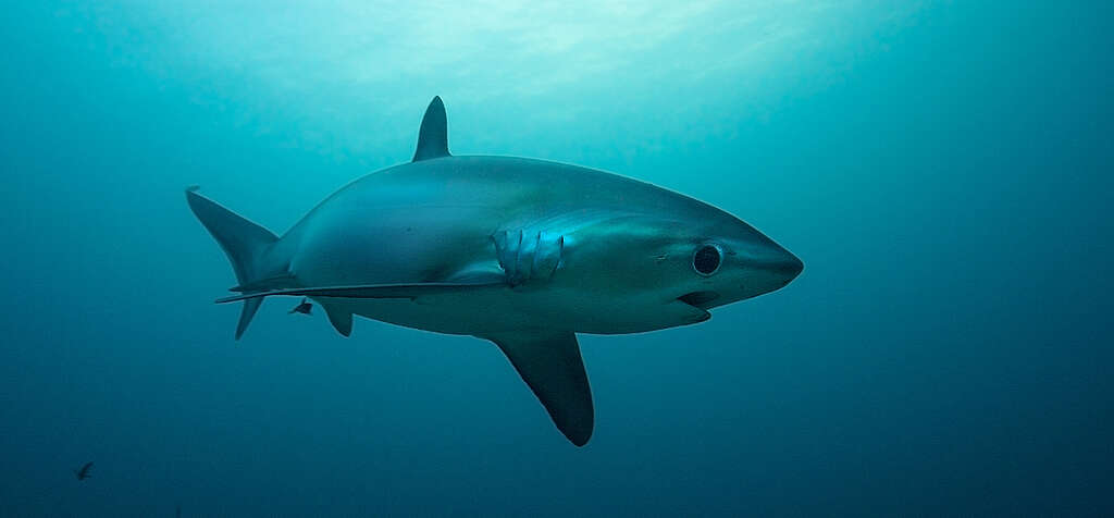 Thresher Sharks from Malapascua
