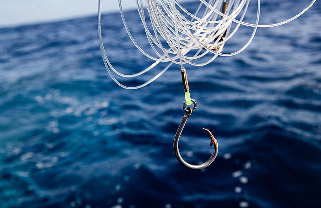 Longline Fishing Hooks in the South Pacific Ocean