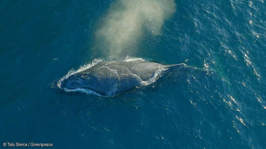 Conférence internationale sur la chasse à la baleine : le lobby de la chasse à la baleine empêche la création d&rsquo;une nouvelle zone de protection dans l&rsquo;Atlantique Sud