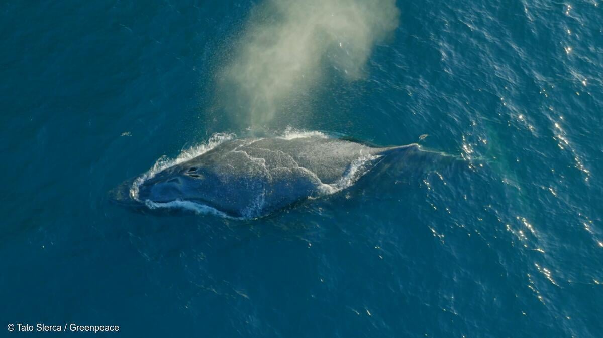 Conférence internationale sur la chasse à la baleine : le lobby de la chasse à la baleine empêche la création d’une nouvelle zone de protection dans l’Atlantique Sud