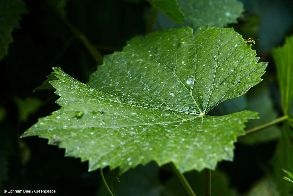 Pour une politique agricole en faveur des personnes et de l&rsquo;environnement