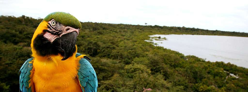 Die Bedeutung der Wälder und ihre Bedrohung