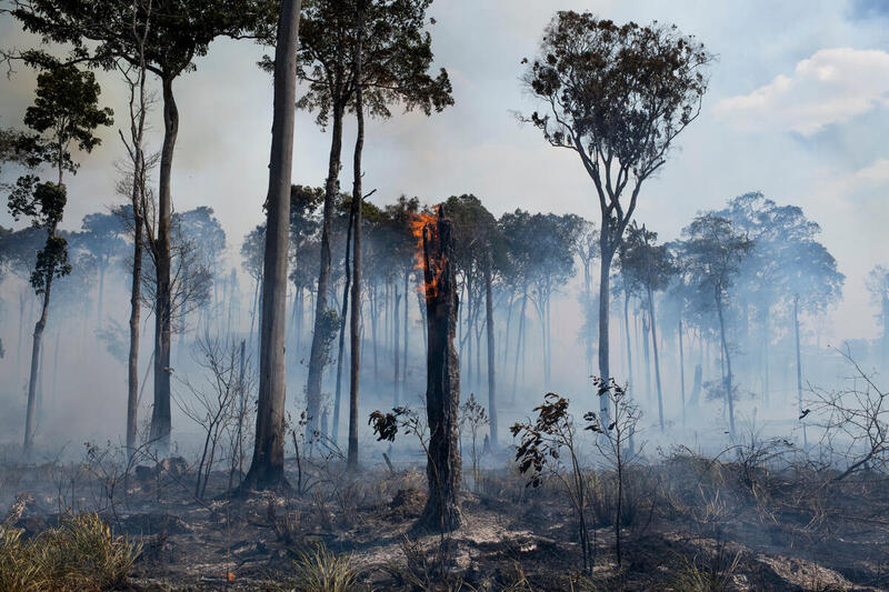 Weshalb der neue Entwaldungsrekord im Amazonas und weltweit auch die Schweiz betrifft