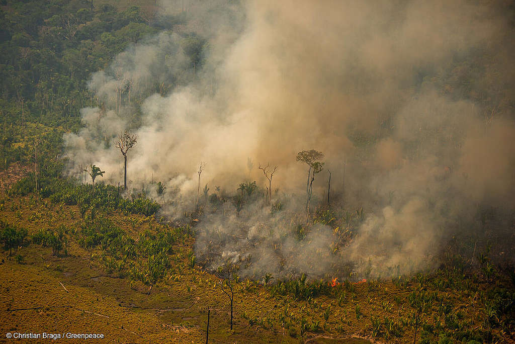 Nouveau record de déforestation en Amazonie et dans le monde: la Suisse est concernée